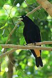 Yellow-rumped Cacique